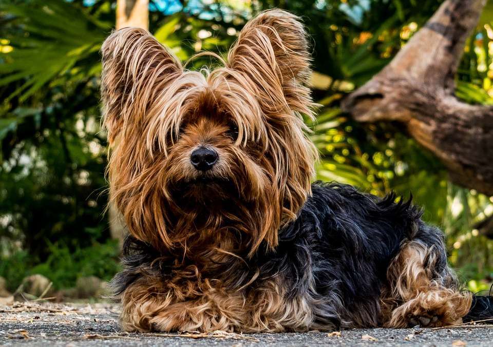 Razza Yorkshire Terrier