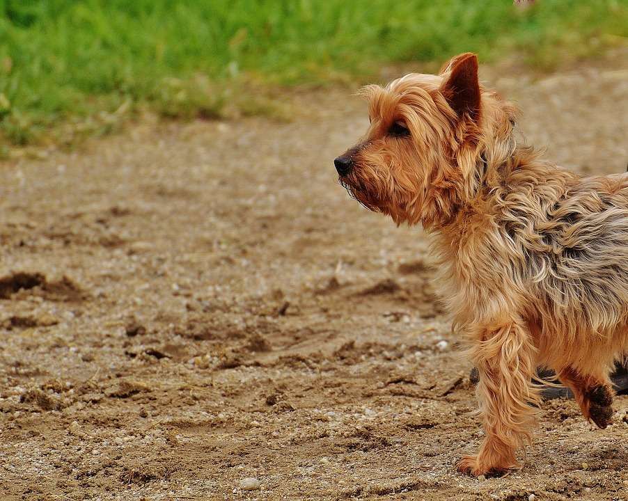 Razze di cani piccoli