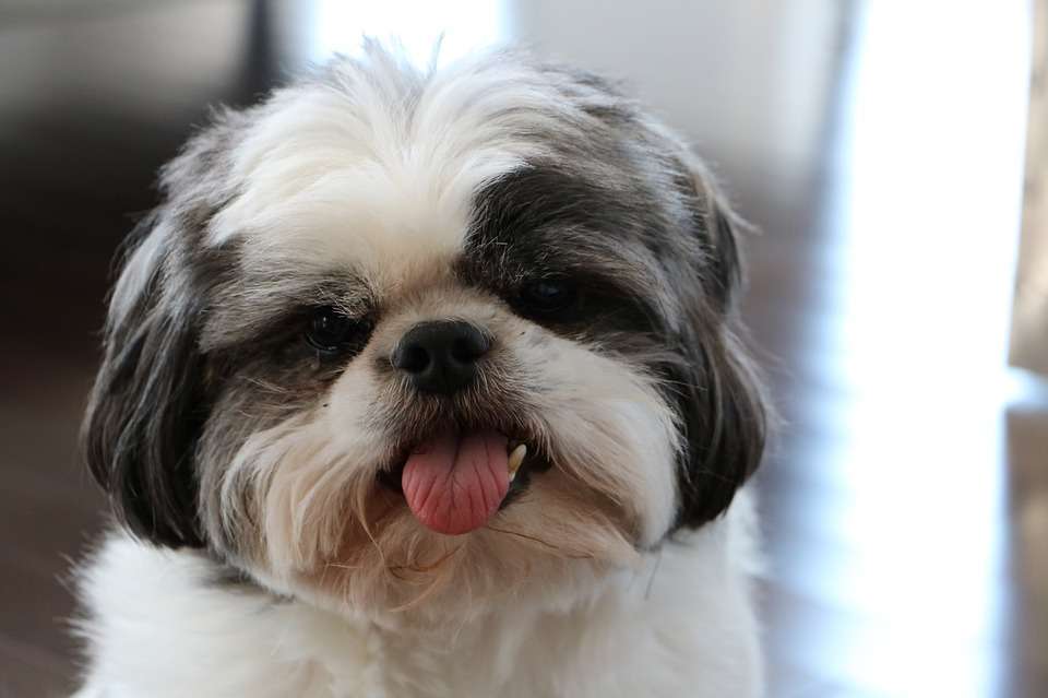 Shih Tzu bianco e grigio