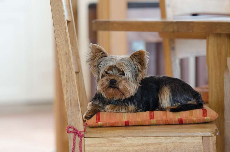 Yorkshire Terrier