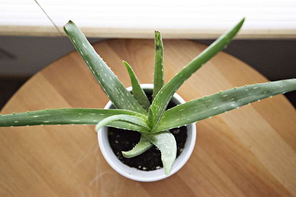 Aloe vera