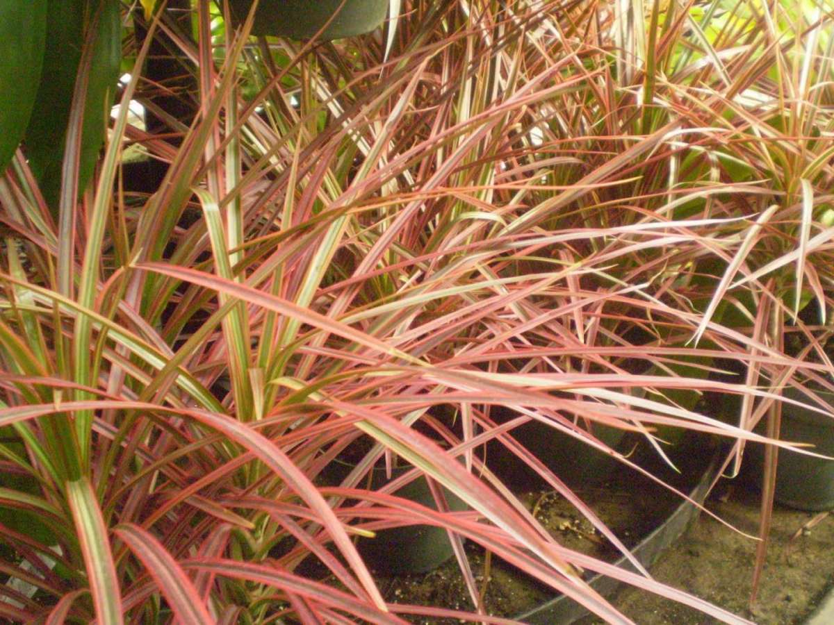 Dracena Marginata