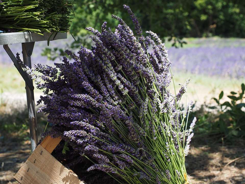 Lavanda