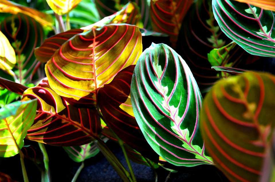 Maranta