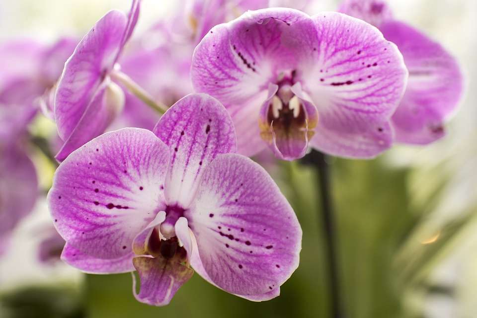 Orchidea Falena