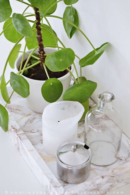 Pilea