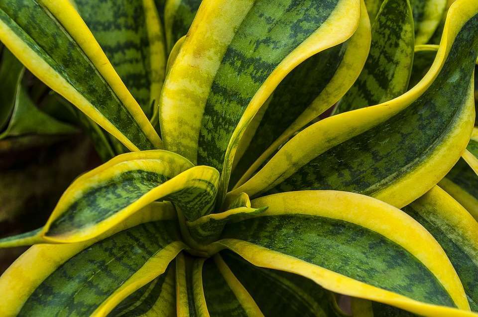 Sanseveria