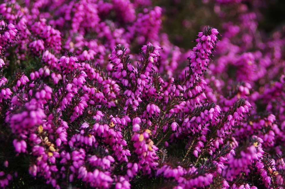 Calluna Vulgaris