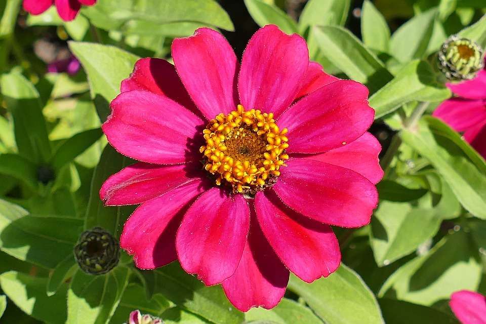 Zinnia fucsia