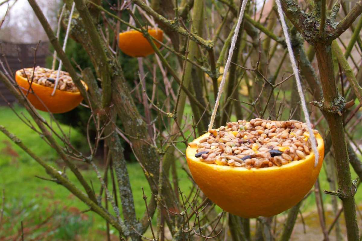 Mangiatoie per uccelli