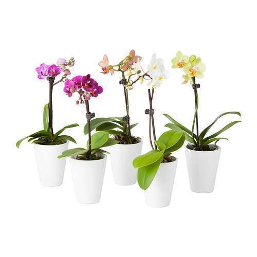 Orchidea in vaso IKEA