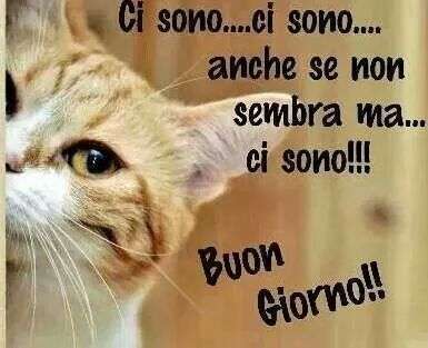 Buongiorno gattoso per WhatsApp