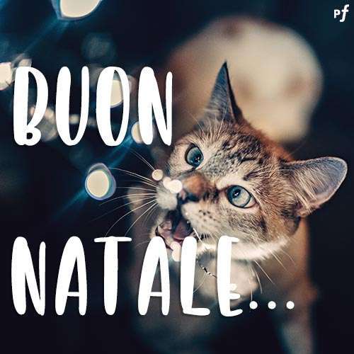 Auguri divertenti con i gattini